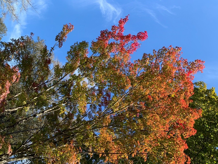 青空と紅葉