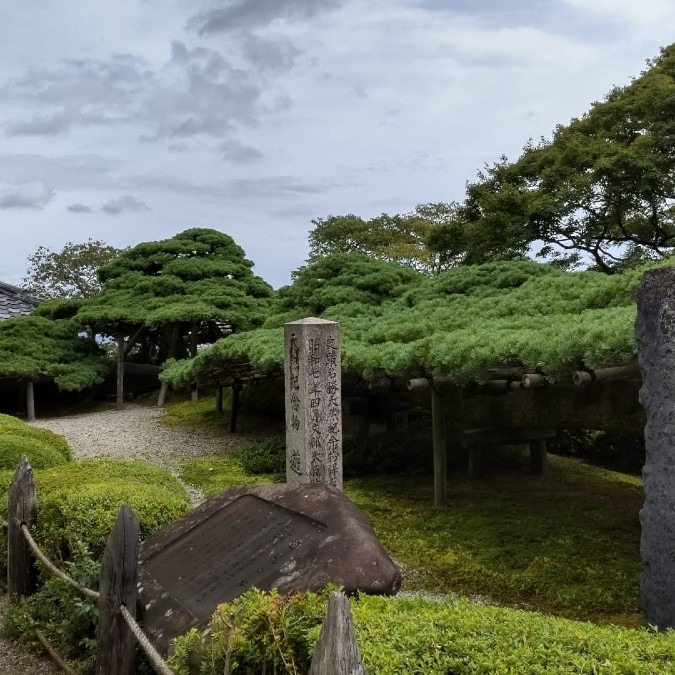 日本一の松🌲遊龍の松🐉