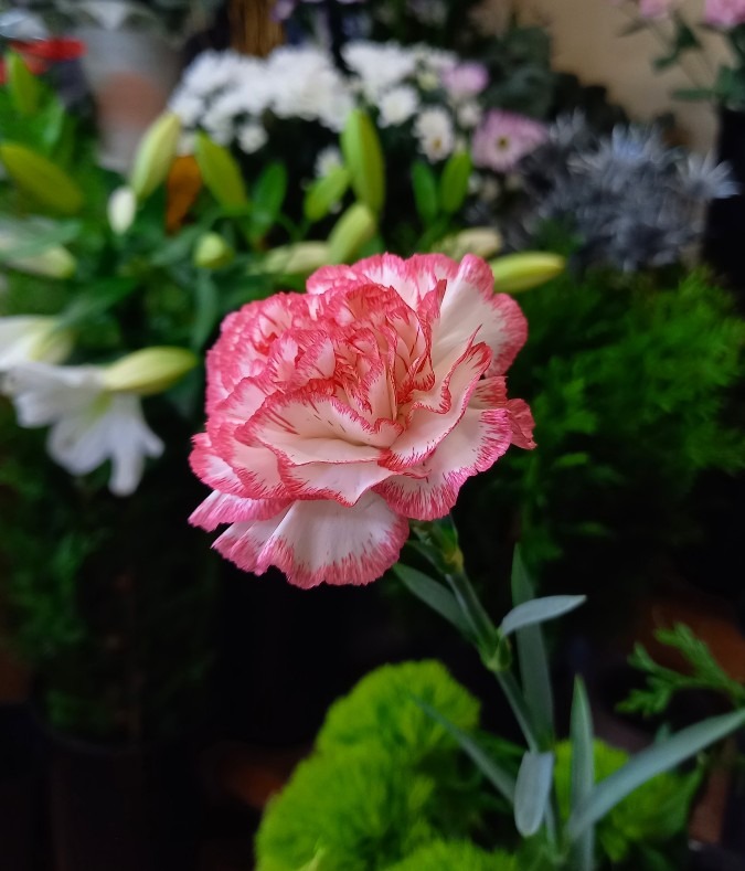 今日の一輪
