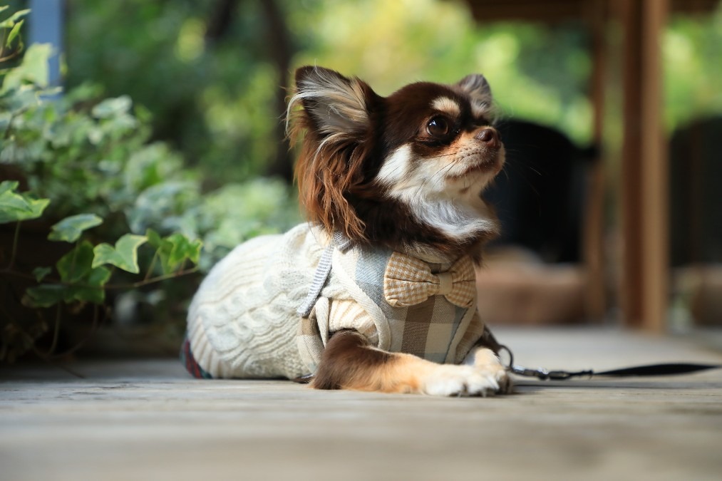 愛犬ショコラを連れて小旅行