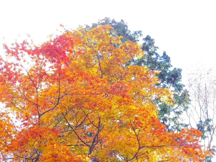 なんとか間に合った！？大窪寺の紅葉🍁