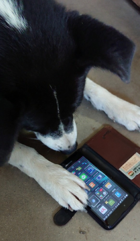 犬にスマホ‼️