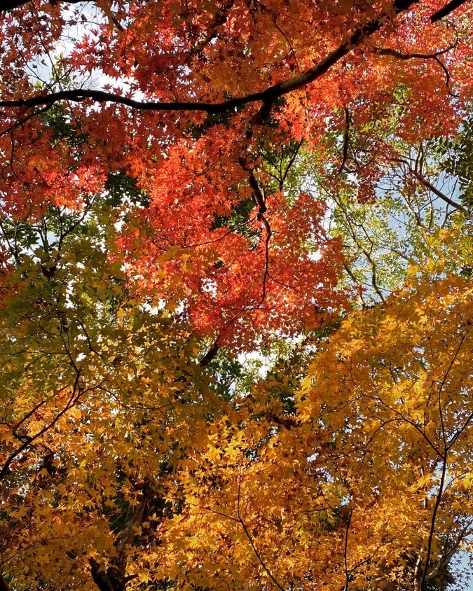 紅葉みれたぁ