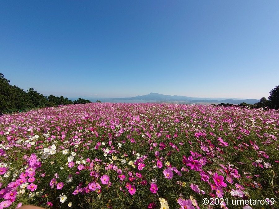 高原の秋桜