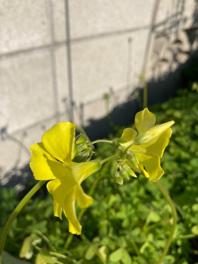 どちらが勝つかなぁオキザリスちゃん