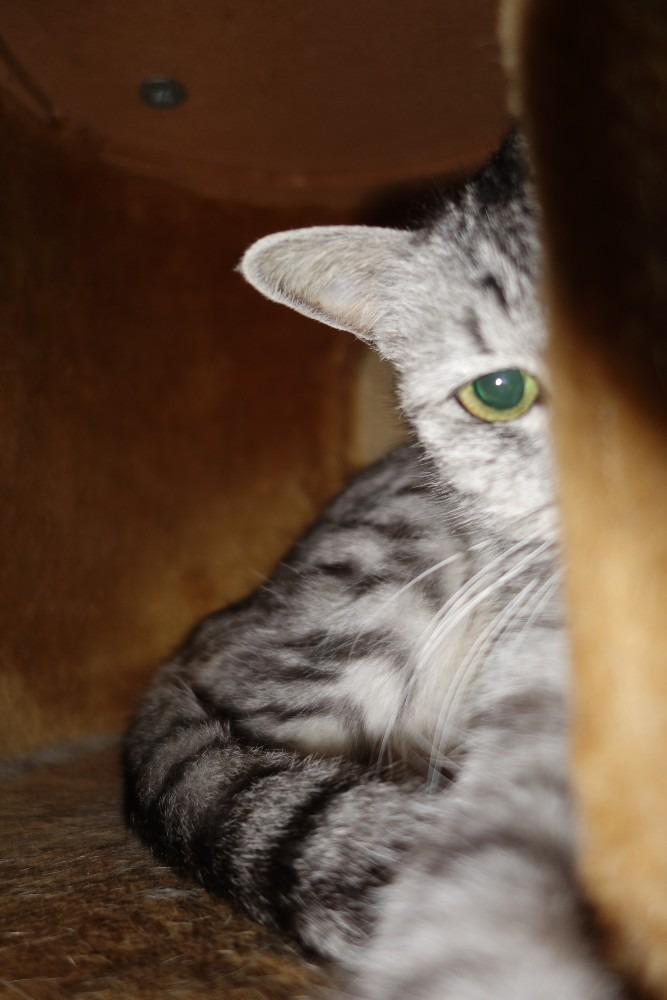 グリーン・アイズ・シルバー・キャット