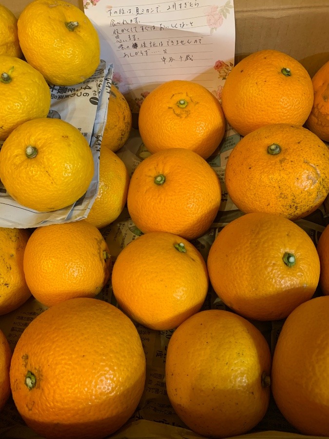 マッチング　柑橘類　届きました！
