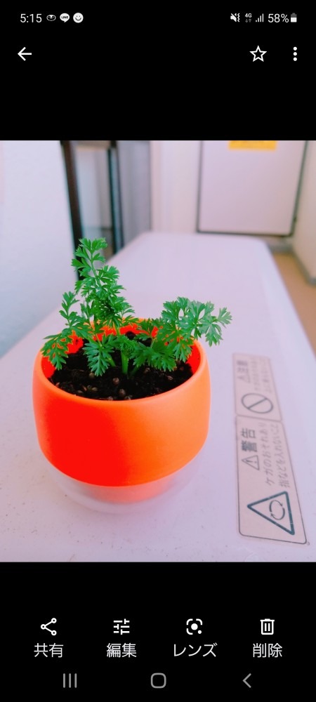 小さな人参です🌱