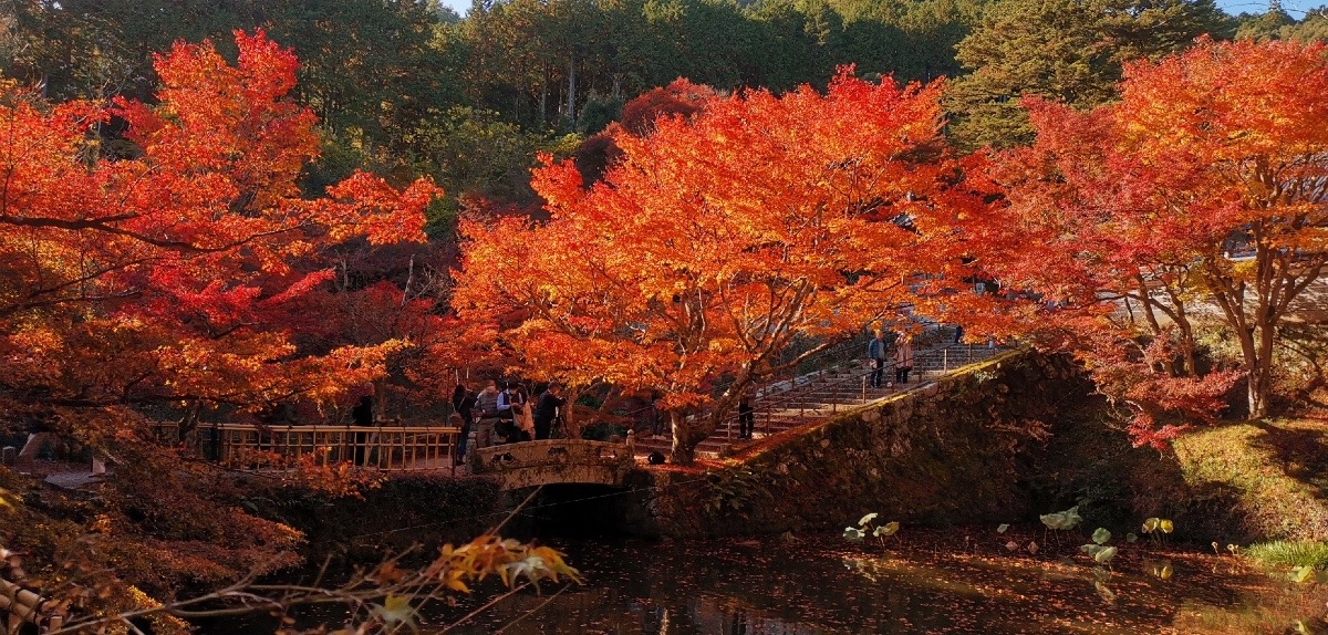 丹波の紅葉