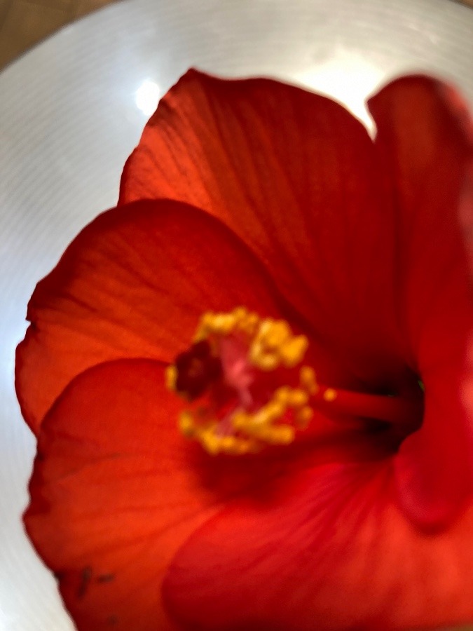 ハイビスカス花の色が珍しいでしょう🌺