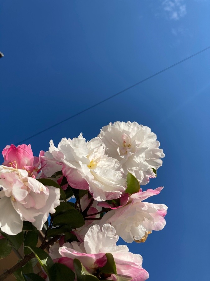 青空シリーズ　山茶花華やかに