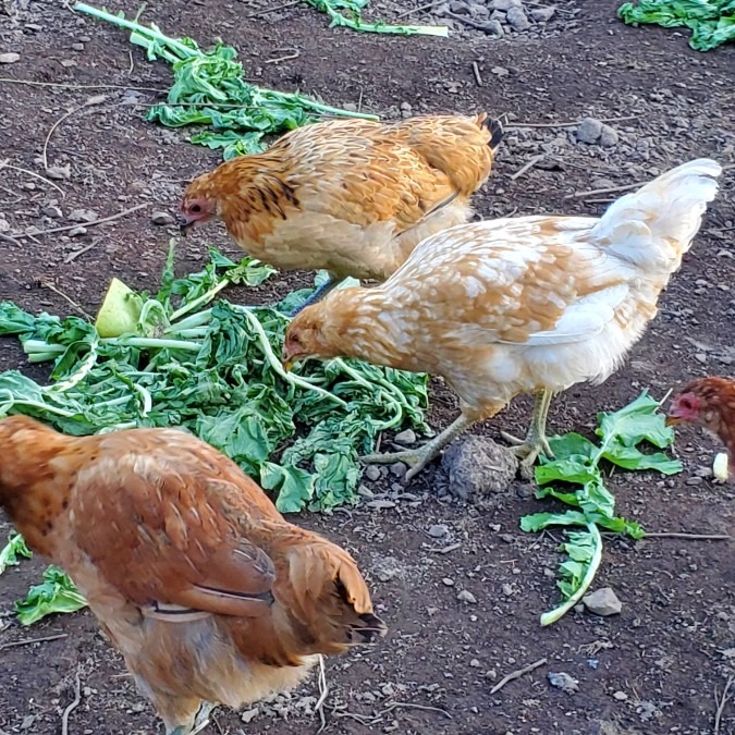 幻のたもぎ茸で育った放し飼いニワトリ🐔