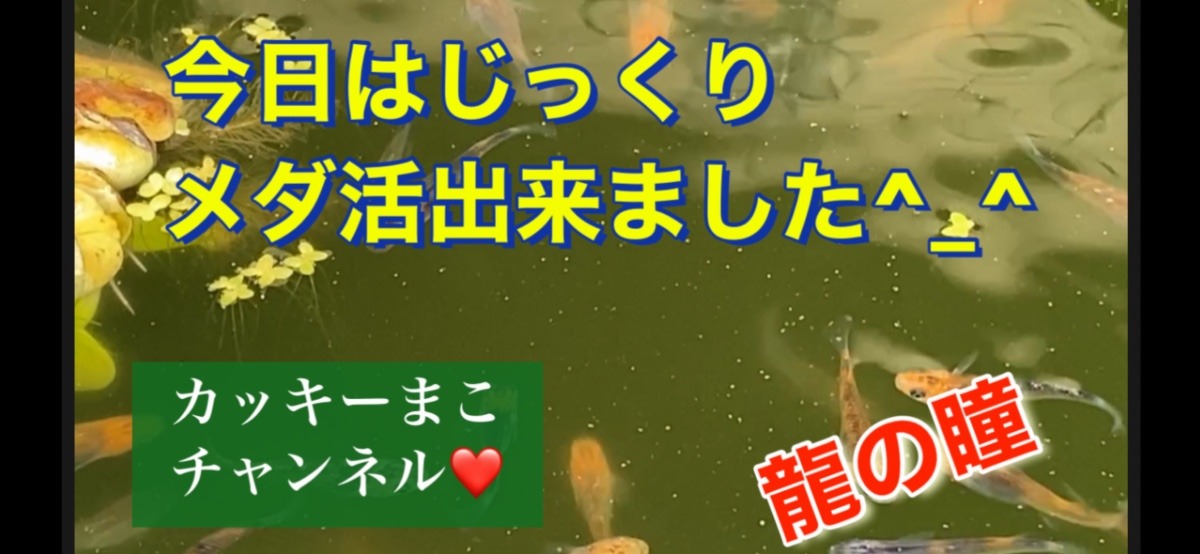 今日はじっくりメダ活出来ました。