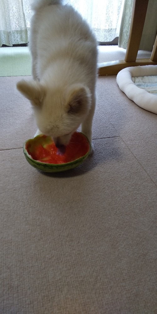 種が食べれるスイカ🍉