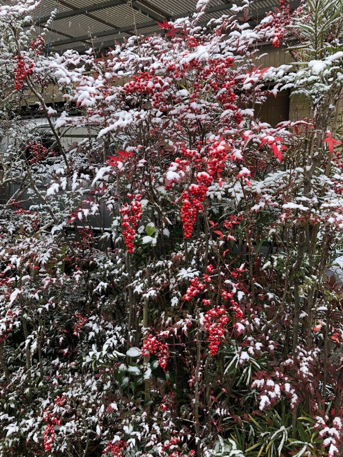 起きたら一面、雪景色⛄️