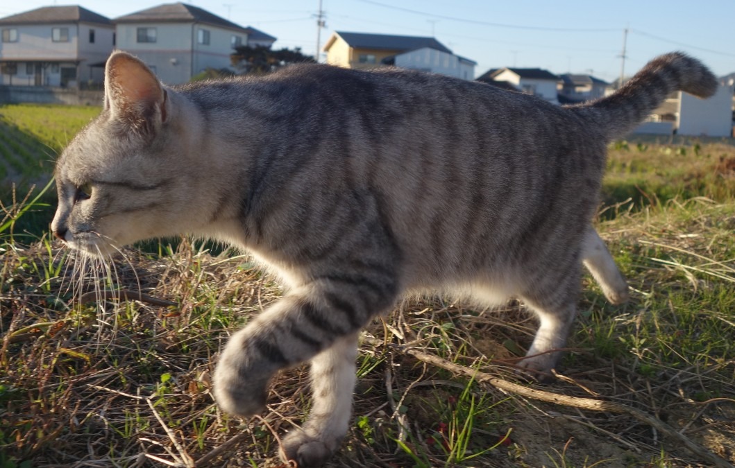 催促されてのお散歩です