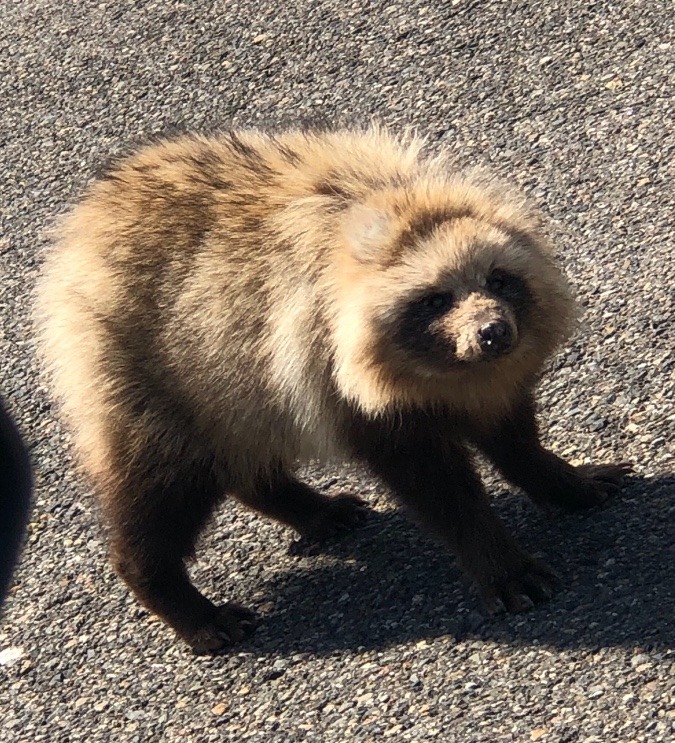 道路に現れたエゾたぬき