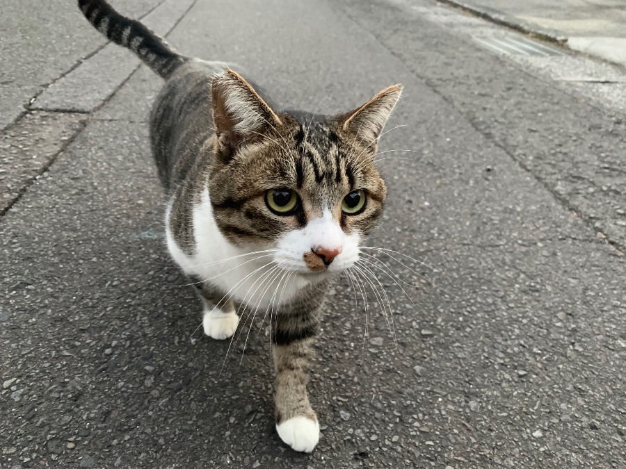 近所で出会った猫ちゃん