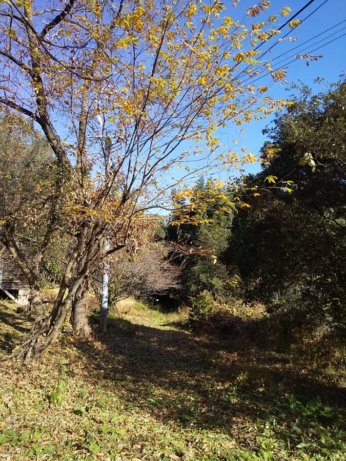 山の散歩道🎵