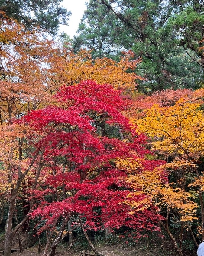 紅葉