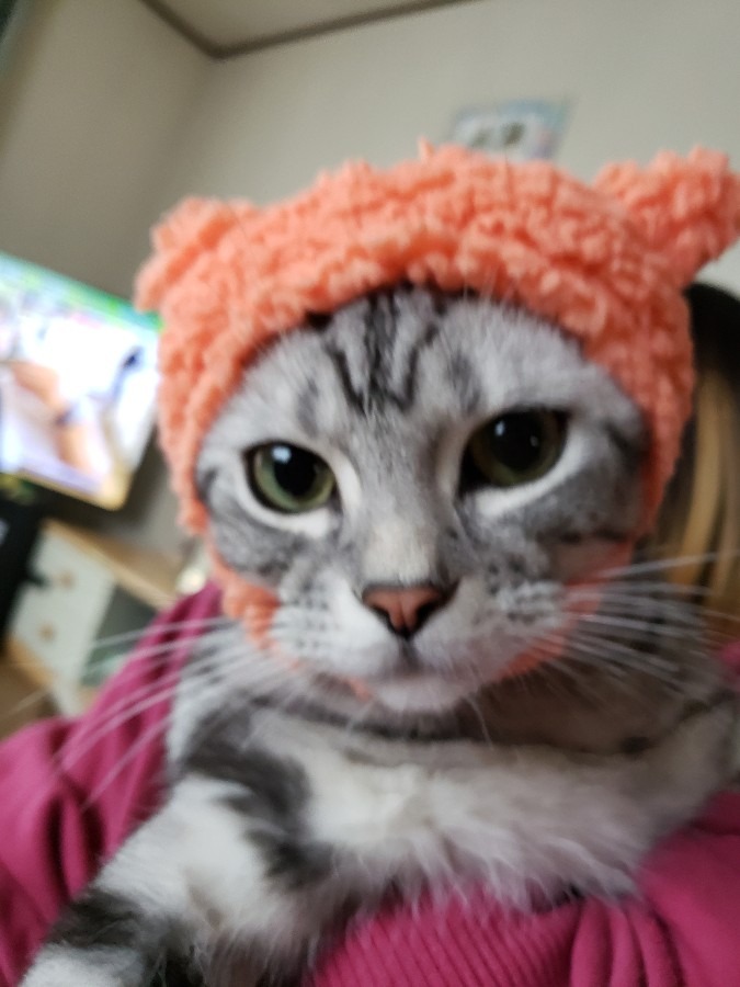 ひつじのエース　