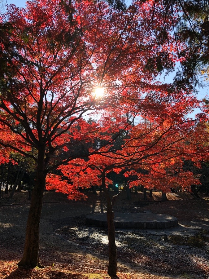 紅葉