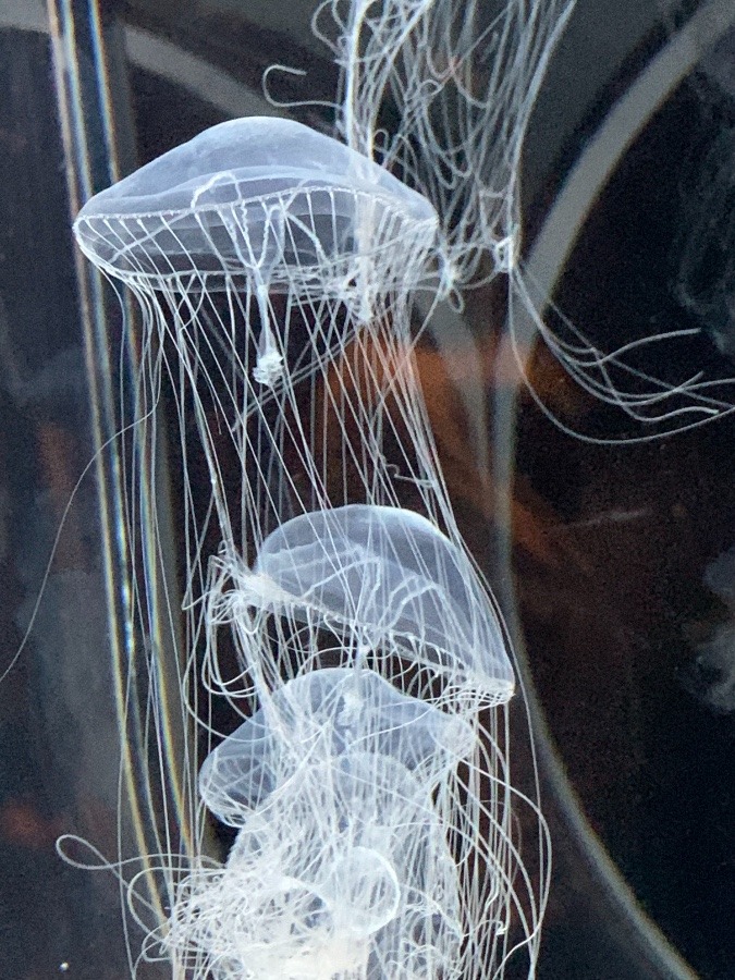 水族館　クラゲ