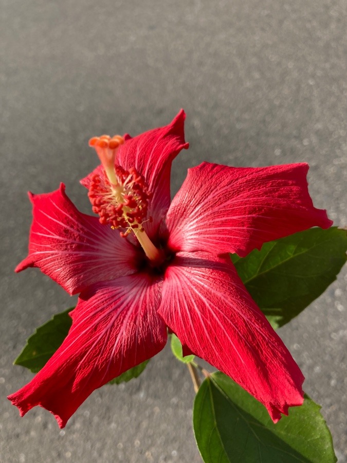 縦縞が可愛いハイビスカス🌺