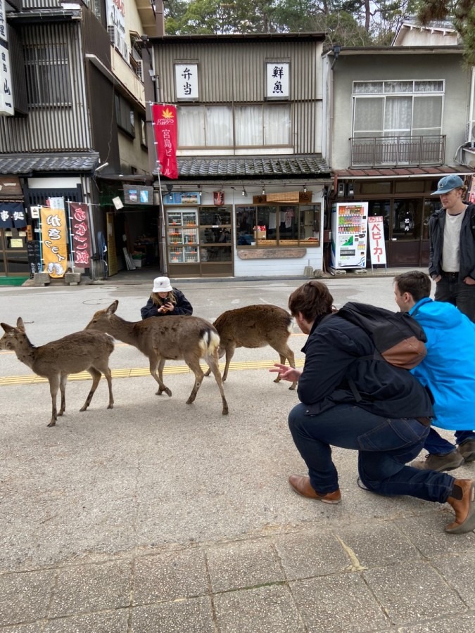 宮島の可愛い鹿に