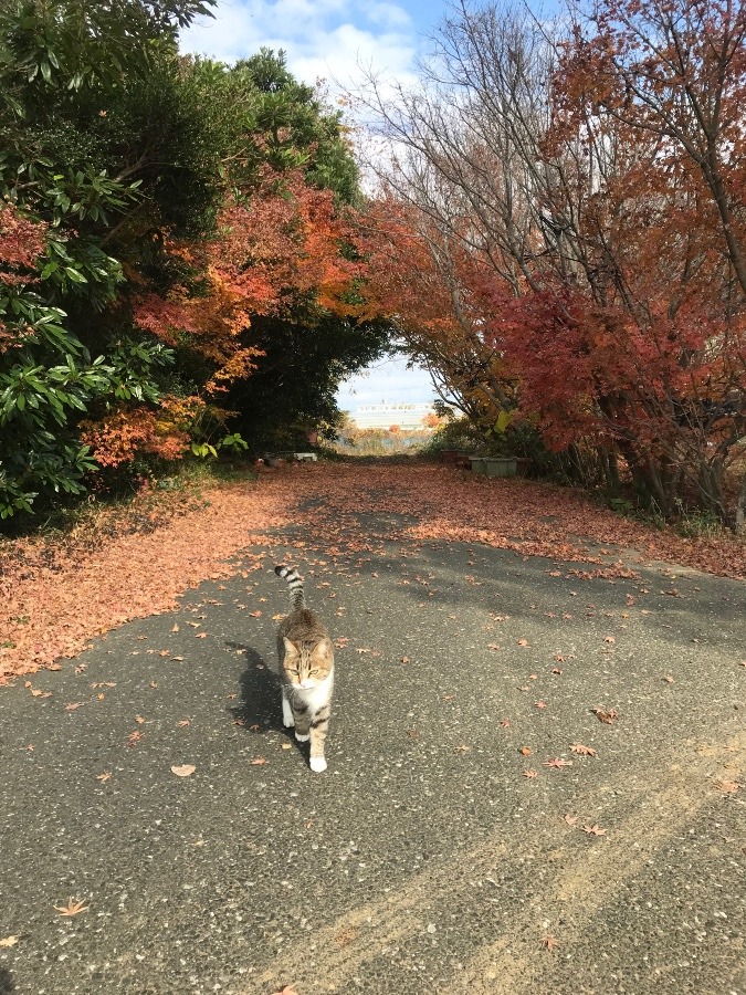 紅葉のじゅうたん