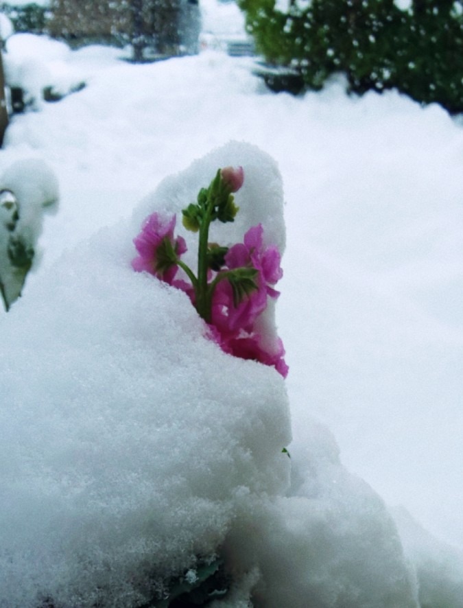 雪ふとん