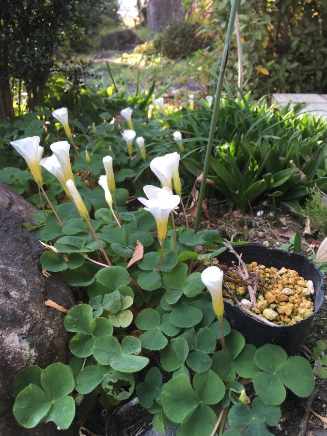 お庭で見つけたお花