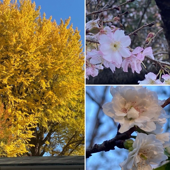 紅葉🍁見に行ったら、桜に会えた🌸✨