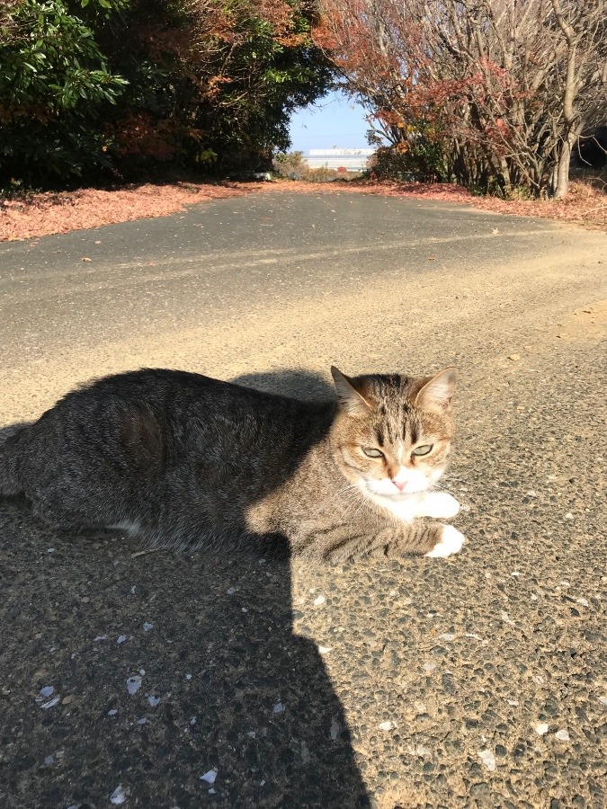 日向ぼっこ……