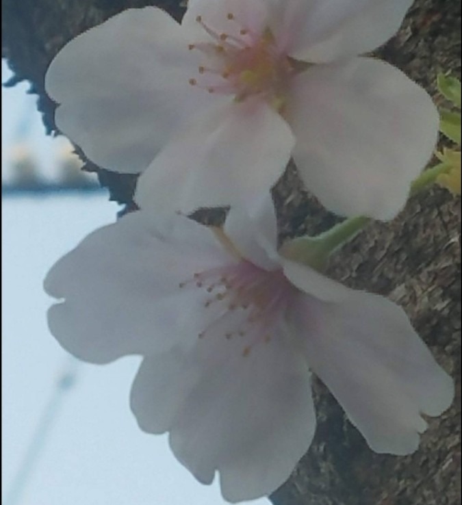 12月23日　桜🌸咲く　投稿100❣️
