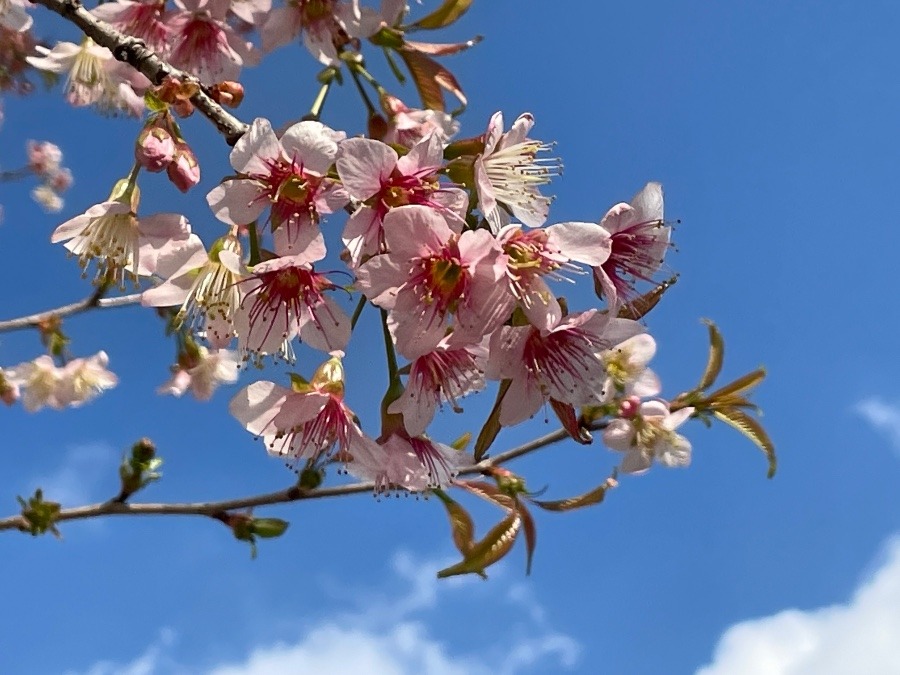 🌸あら、こんな時期に😊🌸