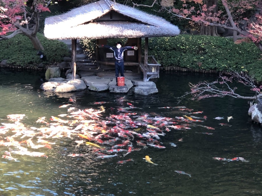 東京　八芳園の鯉の餌やり
