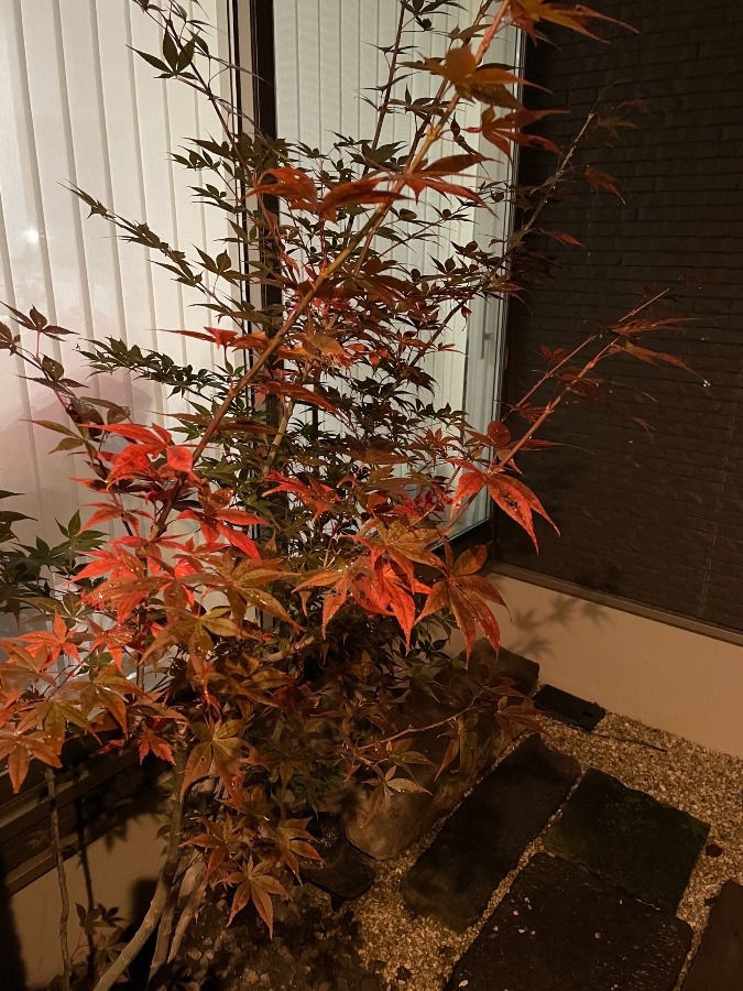 色づき始めました🍁