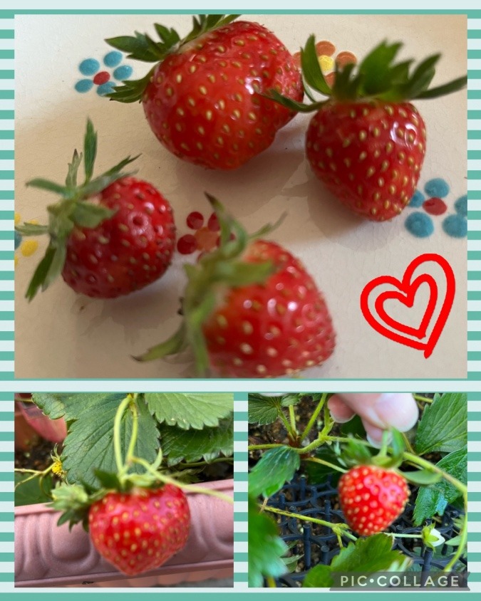 今シーズン初収穫🍓