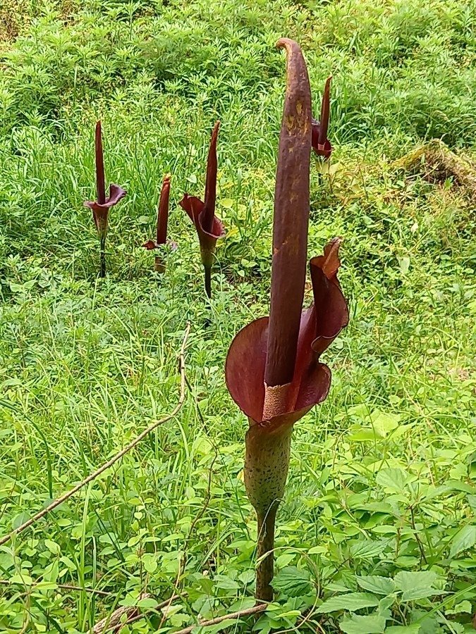 何の花でしょうか？