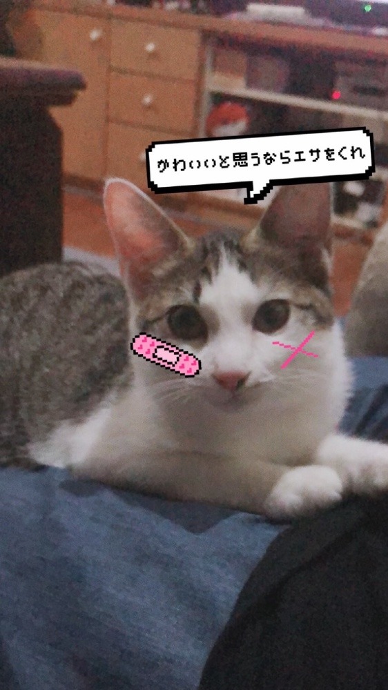 家にゃき子😸