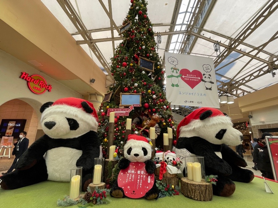 まだ見ぬ双子のパンダ🐼