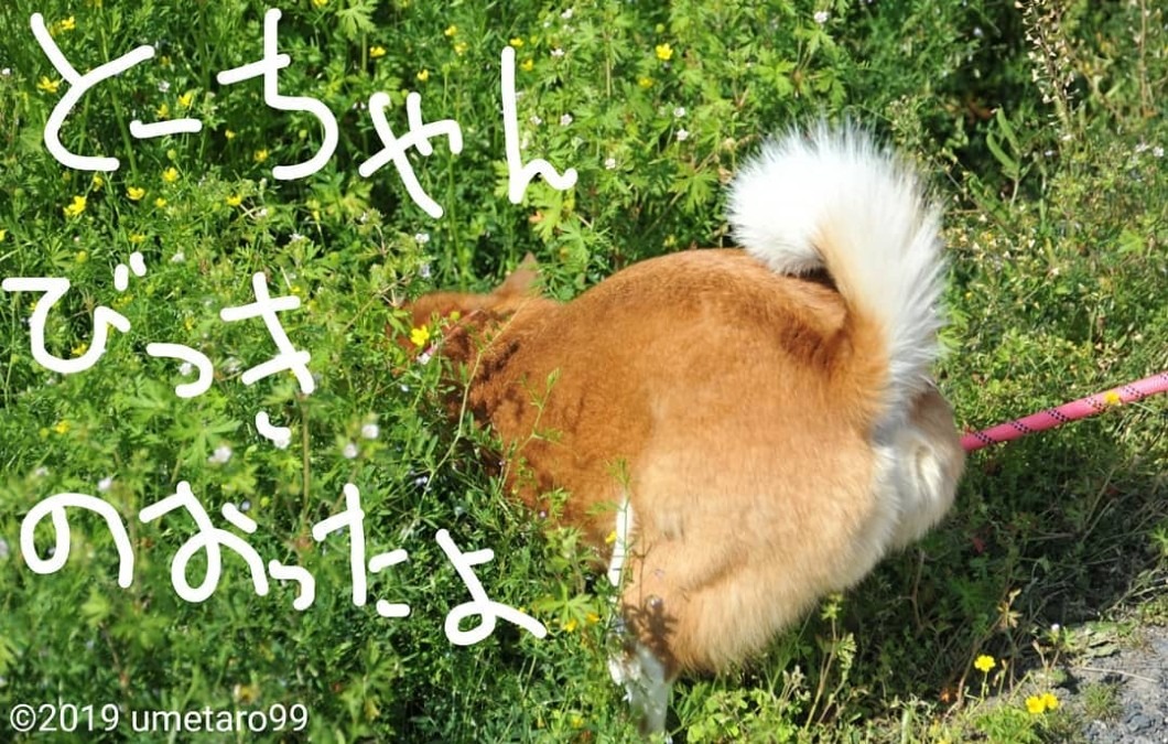 元 保護犬 ゆず