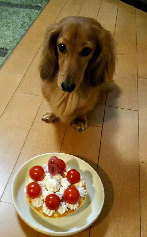 愛犬にもクリスマスケーキを❣️