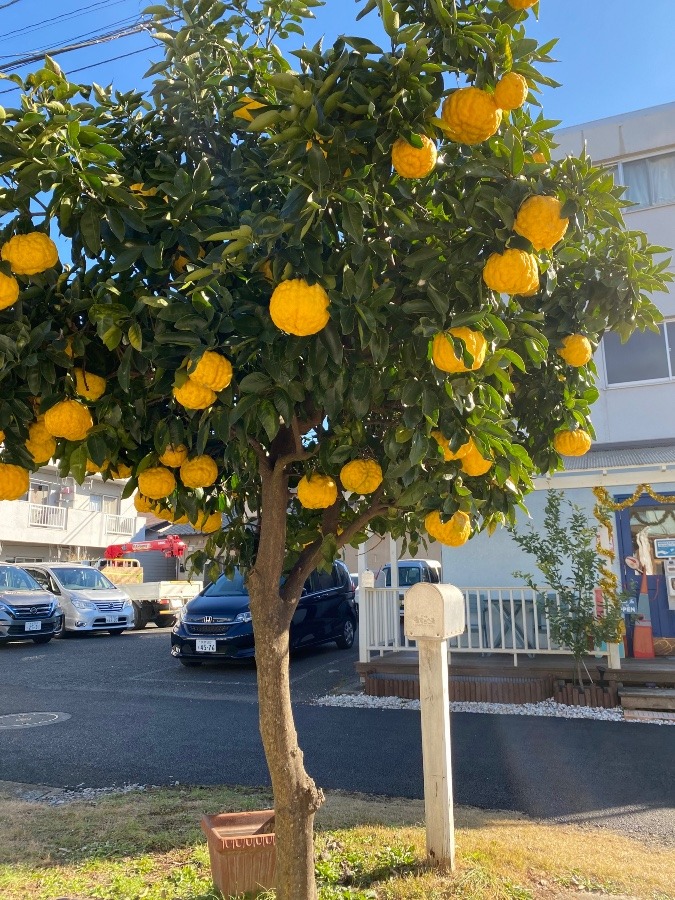 立川RISEギャラリー庭の鬼柚子🍊