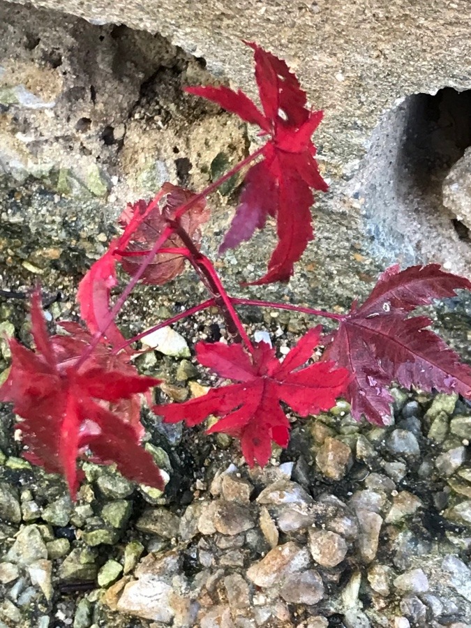 🍁庭に咲く紅葉の赤ちゃん🍁