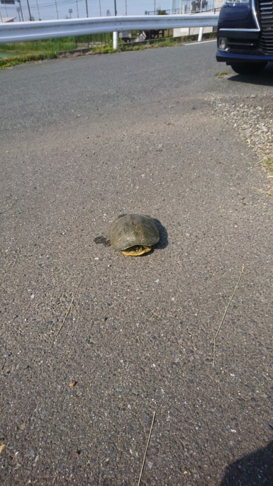 道路で昼寝カメへんカメへん