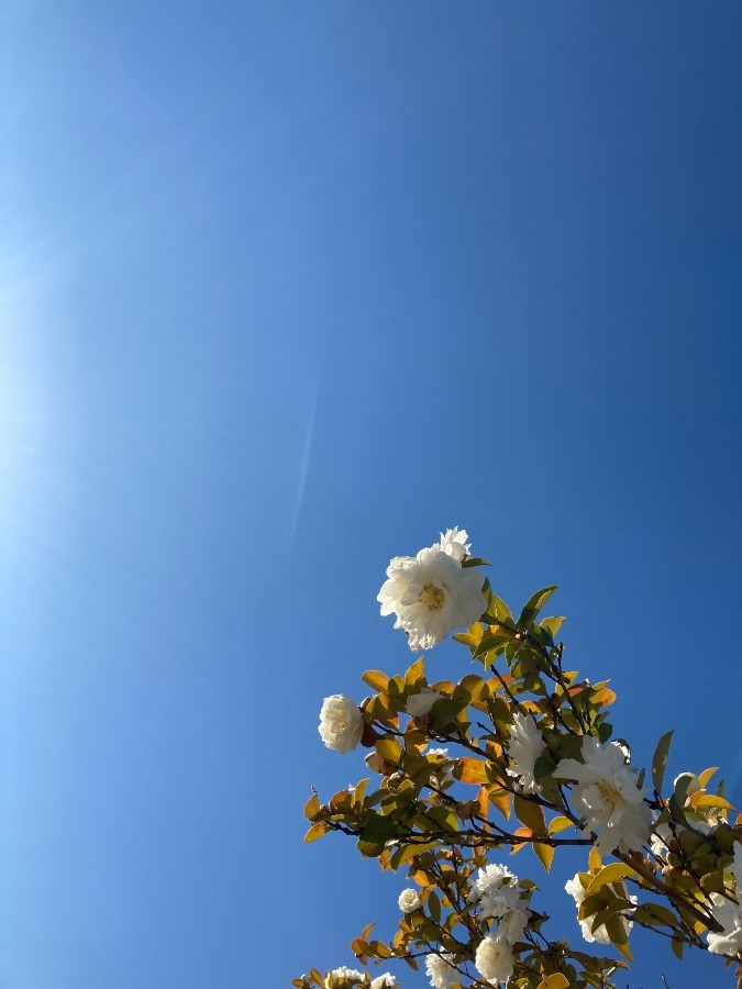 青空シリーズ〜山茶花