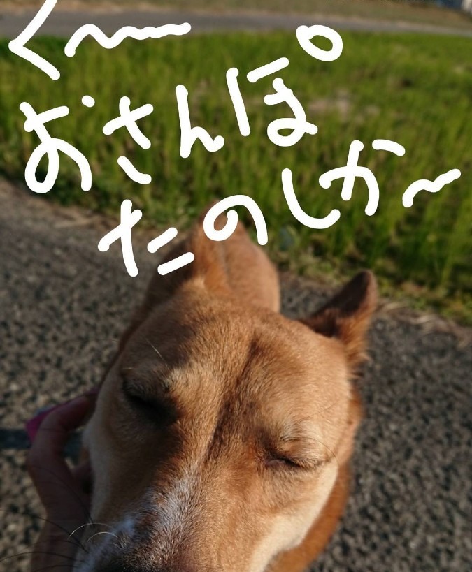 元保護犬 ゆず