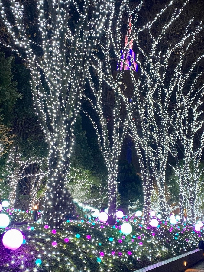 今日は新宿イルミネーション✨